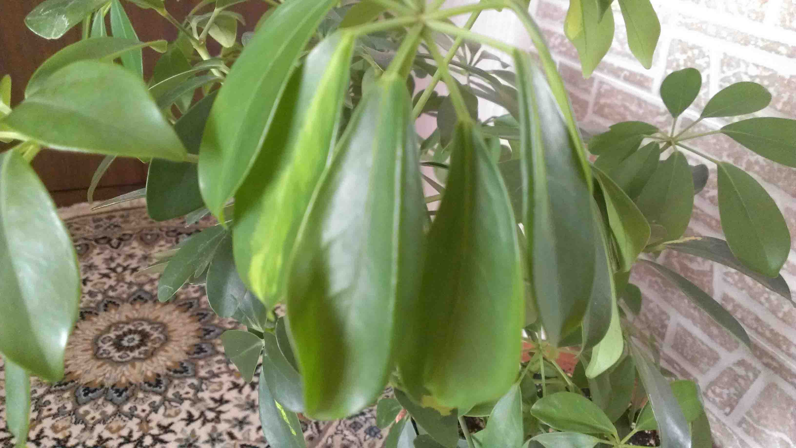 تصویر پرسش و پاسخ گیاه