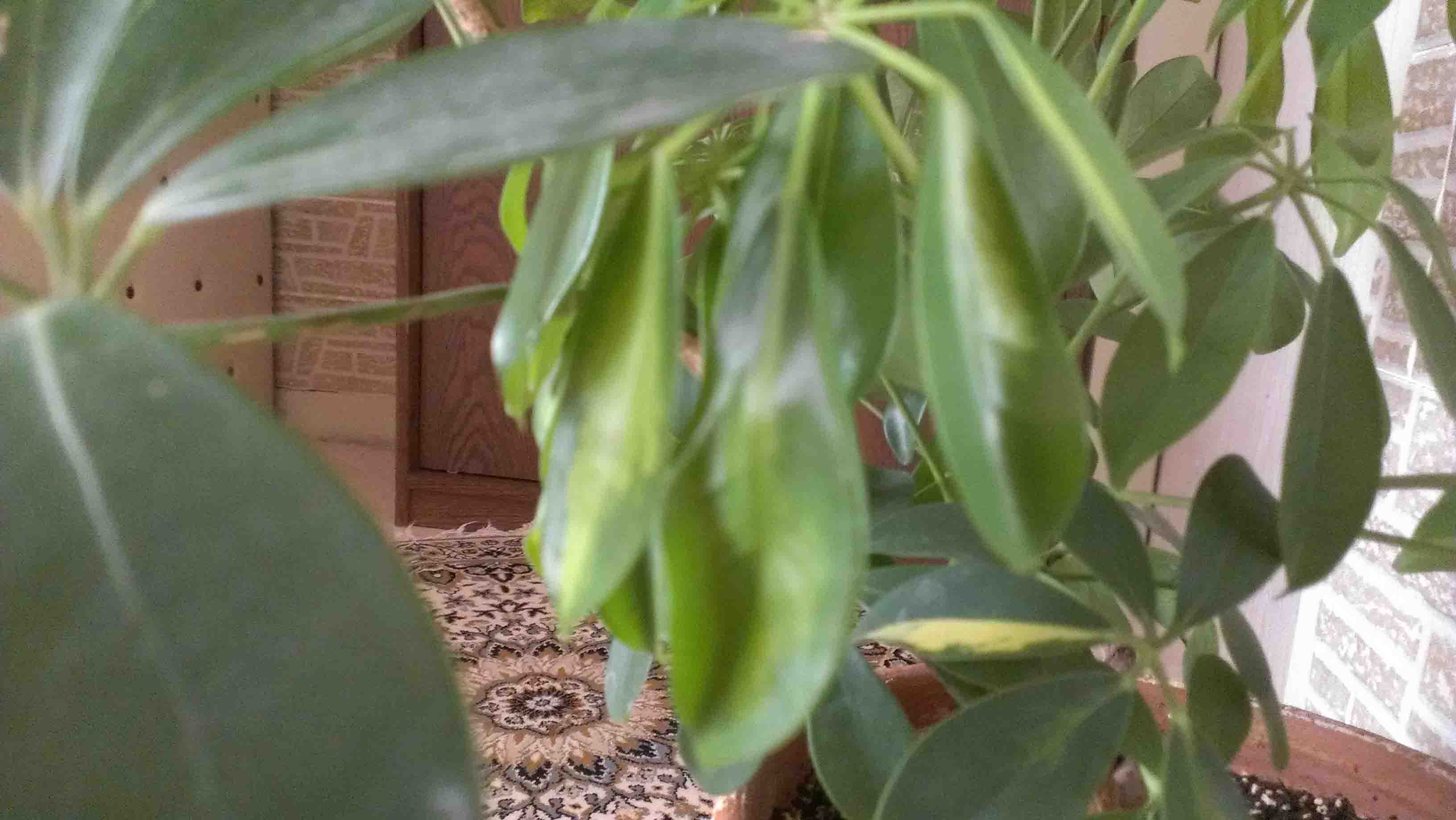 تصویر پرسش و پاسخ گیاه