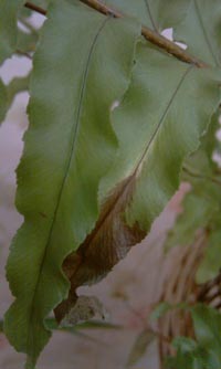 تصویر پرسش و پاسخ گیاه