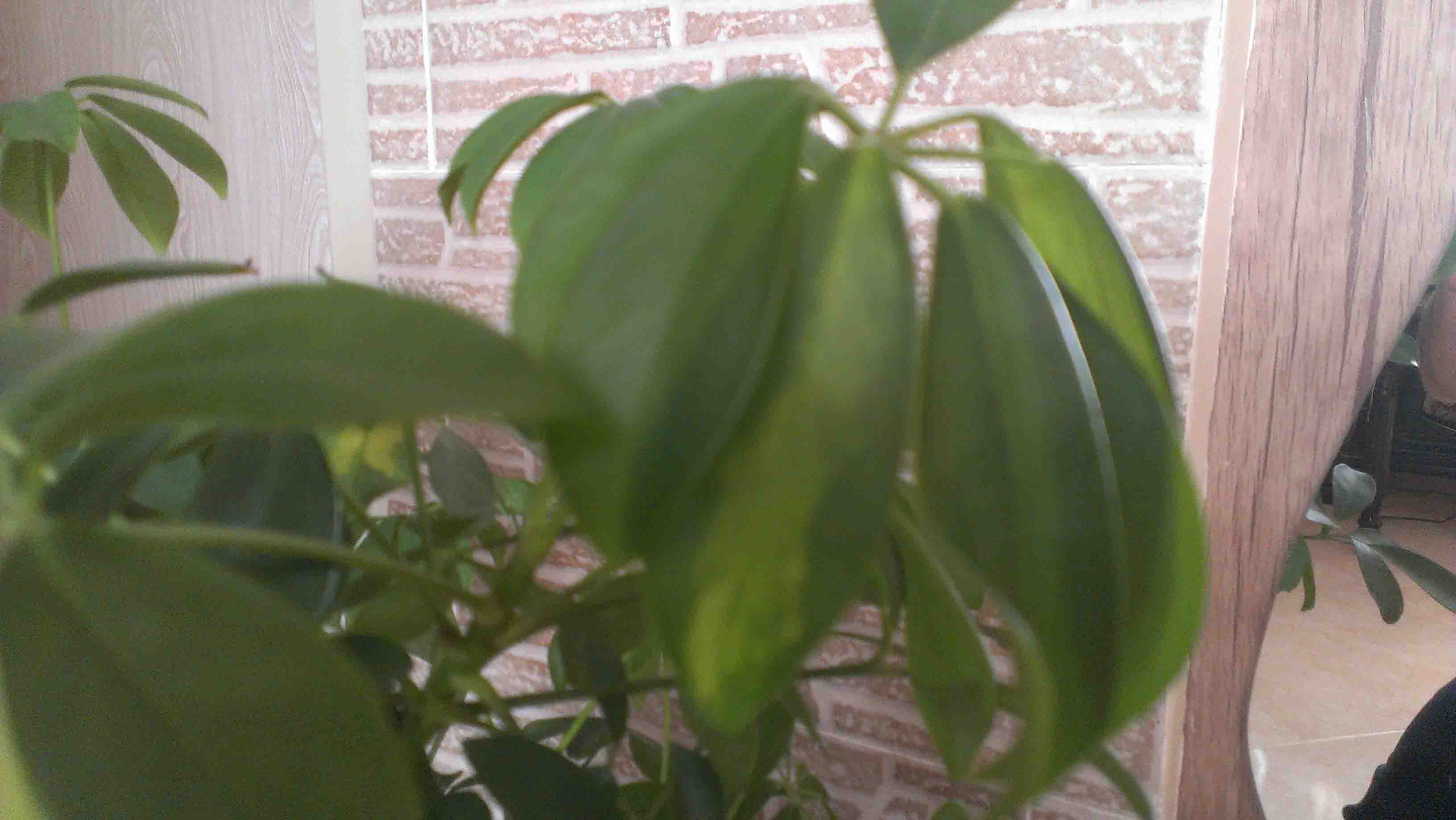 تصویر پرسش و پاسخ گیاه
