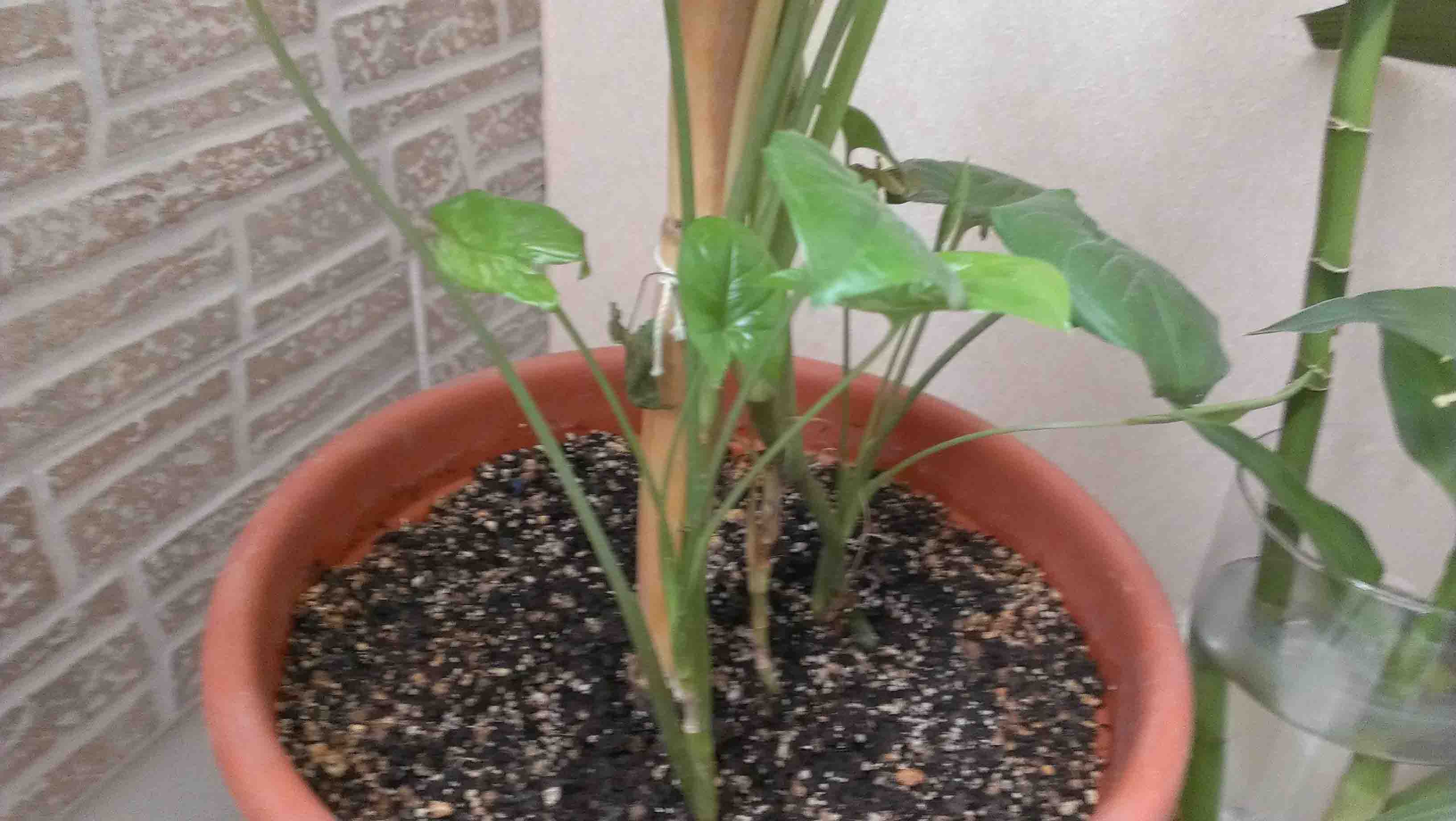 تصویر پرسش و پاسخ گیاه