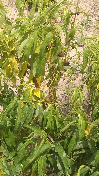 تصویر پرسش و پاسخ گیاه