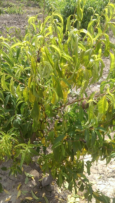 تصویر پرسش و پاسخ گیاه
