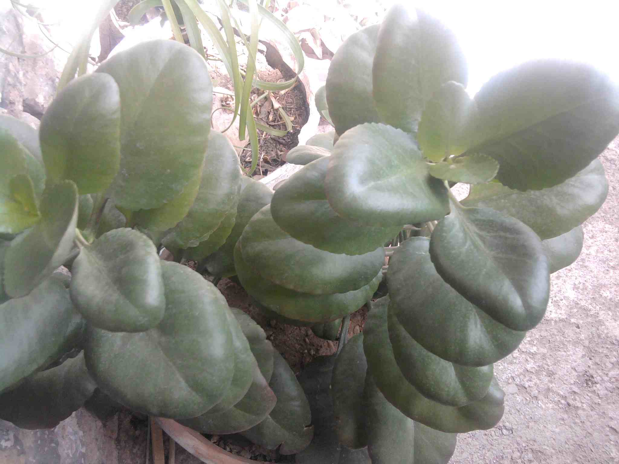 تصویر پرسش و پاسخ گیاه