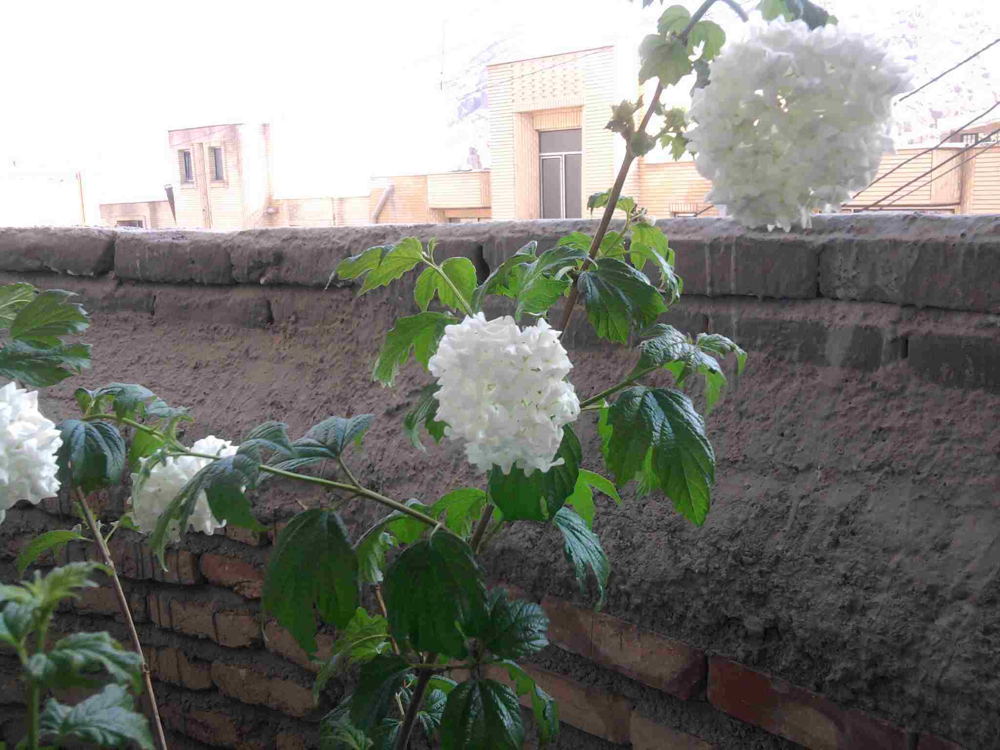 تصویر پرسش و پاسخ گیاه