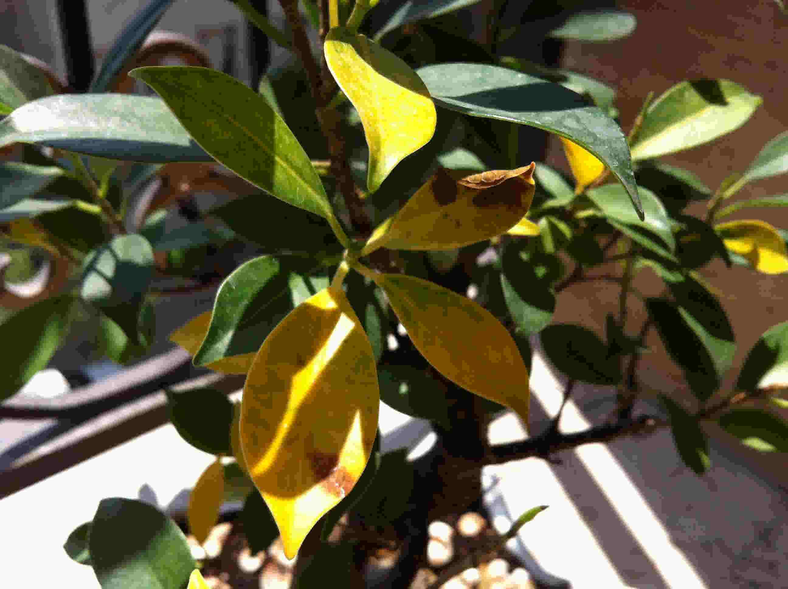 تصویر پرسش و پاسخ گیاه