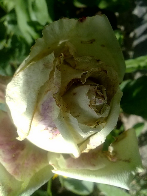 تصویر پرسش و پاسخ گیاه