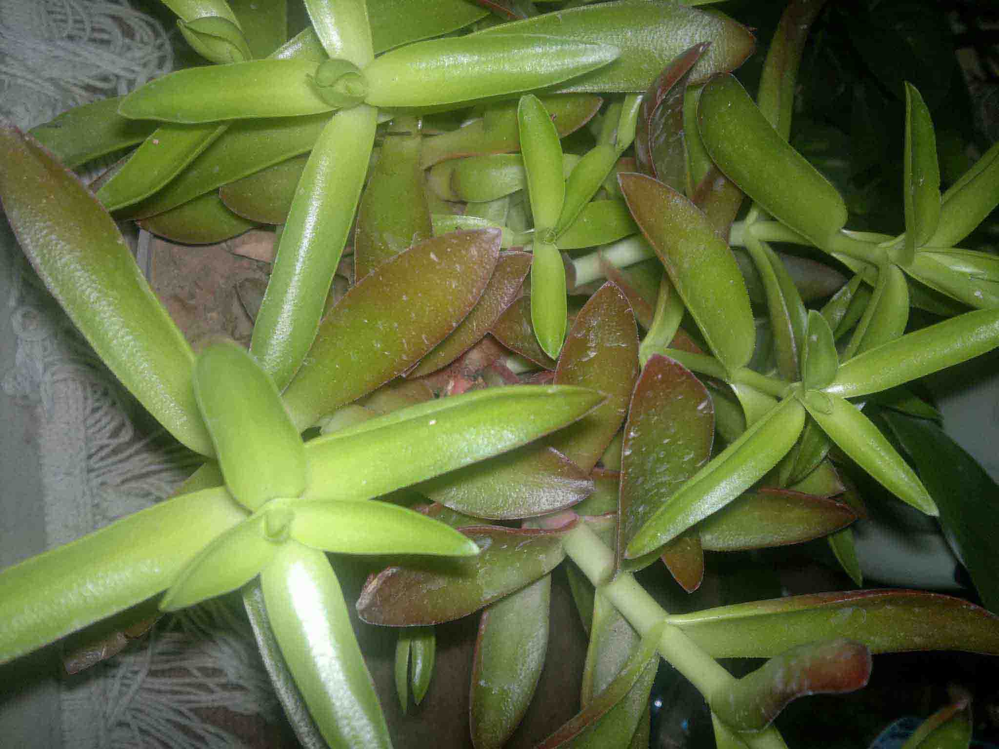 تصویر پرسش و پاسخ گیاه