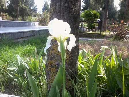 تصویر پرسش و پاسخ گیاه