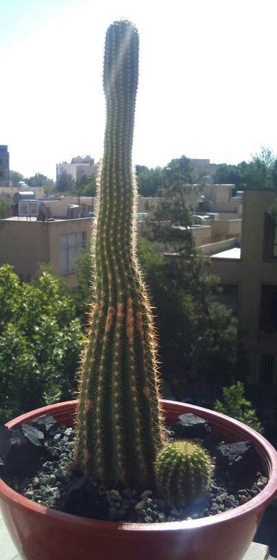 تصویر پرسش و پاسخ گیاه