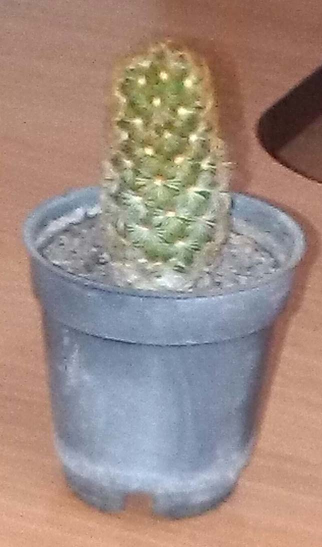 تصویر پرسش و پاسخ گیاه