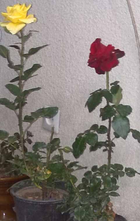 تصویر پرسش و پاسخ گیاه