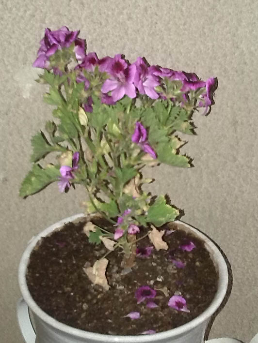 تصویر پرسش و پاسخ گیاه