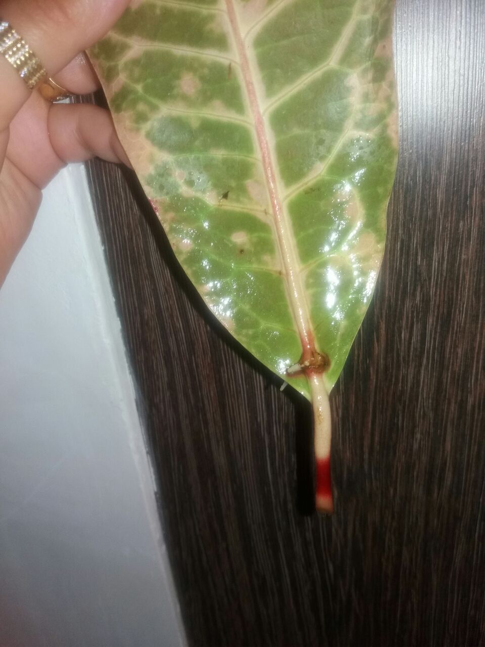 تصویر پرسش و پاسخ گیاه