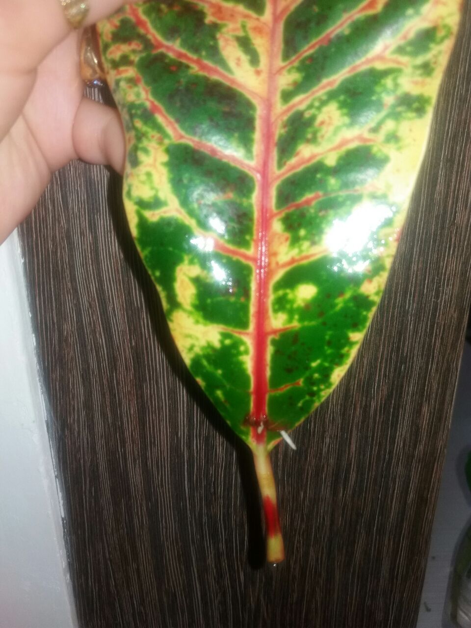 تصویر پرسش و پاسخ گیاه