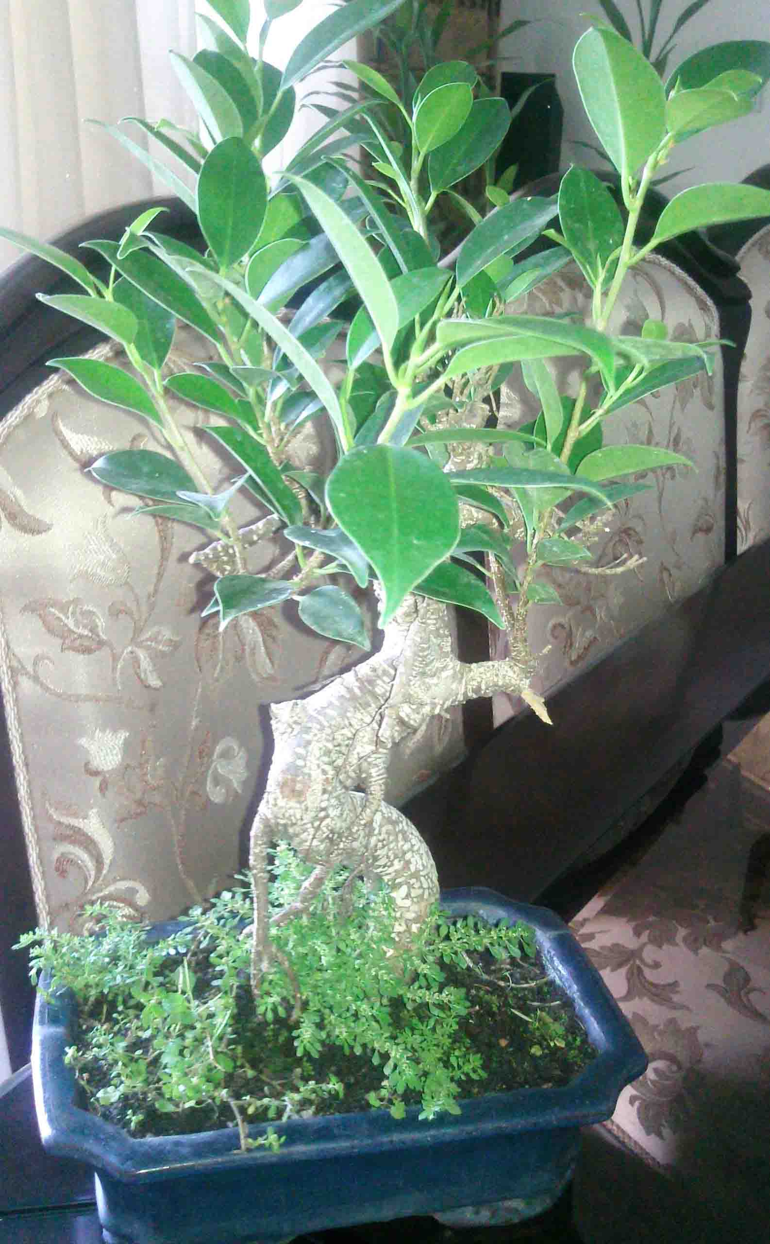 تصویر پرسش و پاسخ گیاه