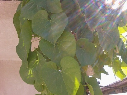 تصویر پرسش و پاسخ گیاه