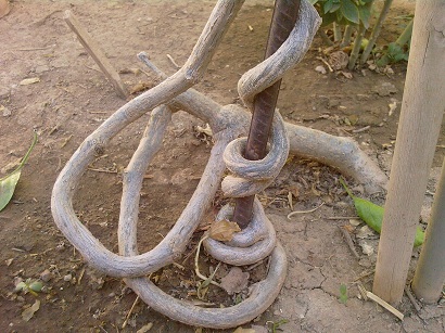 تصویر پرسش و پاسخ گیاه