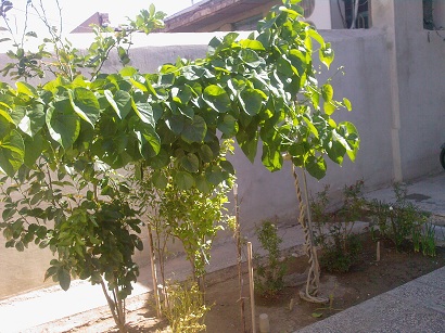 تصویر پرسش و پاسخ گیاه