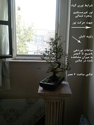 تصویر پرسش و پاسخ گیاه