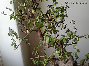 تصویر پرسش و پاسخ گیاه