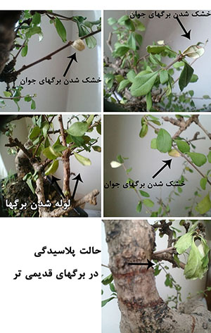 تصویر پرسش و پاسخ گیاه