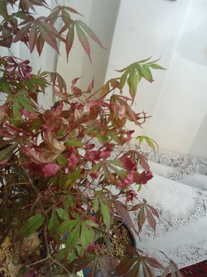 خشک شدن برگ های افرا