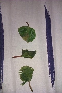 تصویر پرسش و پاسخ گیاه