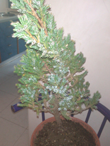 تصویر پرسش و پاسخ گیاه