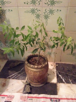 تصویر پرسش و پاسخ گیاه