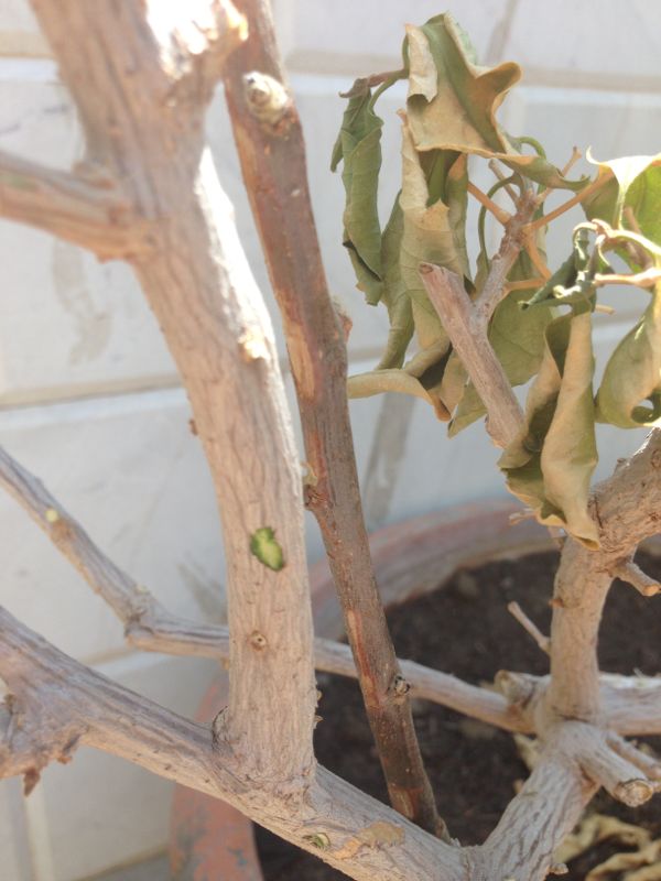 تصویر پرسش و پاسخ گیاه