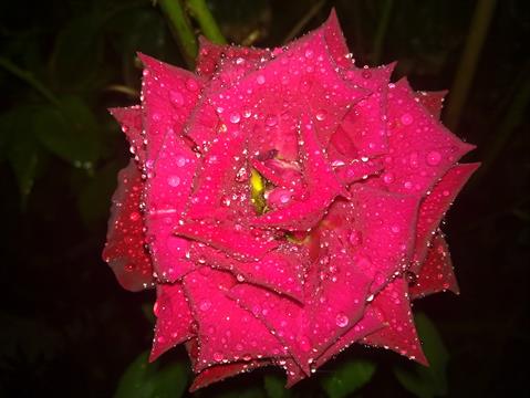 تصویر پرسش و پاسخ گیاه