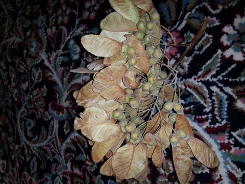تصویر پرسش و پاسخ گیاه