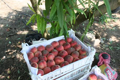 تصویر پرسش و پاسخ گیاه