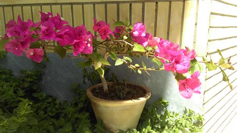 تصویر پرسش و پاسخ گیاه
