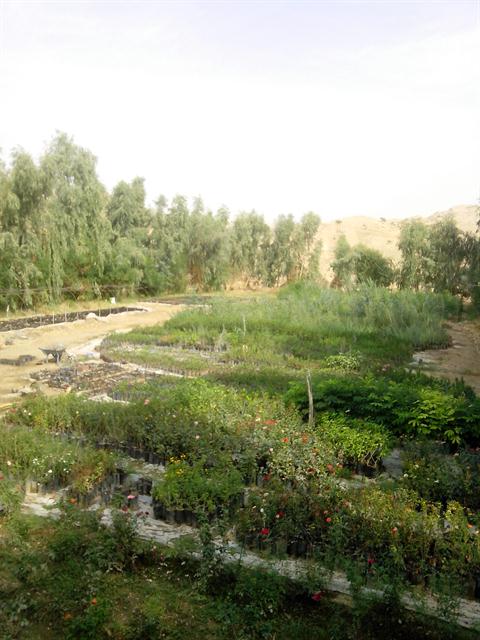 تصویر پرسش و پاسخ گیاه