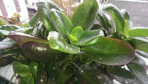 تصویر پرسش و پاسخ گیاه
