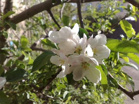 تصویر پرسش و پاسخ گیاه