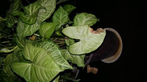 تصویر پرسش و پاسخ گیاه