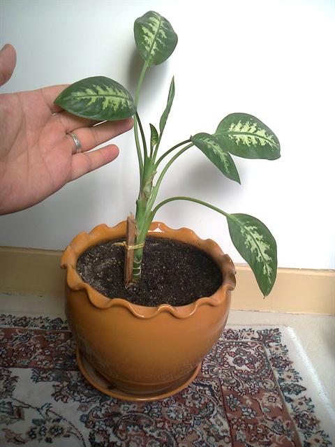 تصویر پرسش و پاسخ گیاه