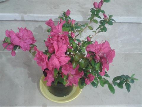 تصویر پرسش و پاسخ گیاه