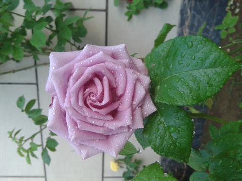 تصویر پرسش و پاسخ گیاه
