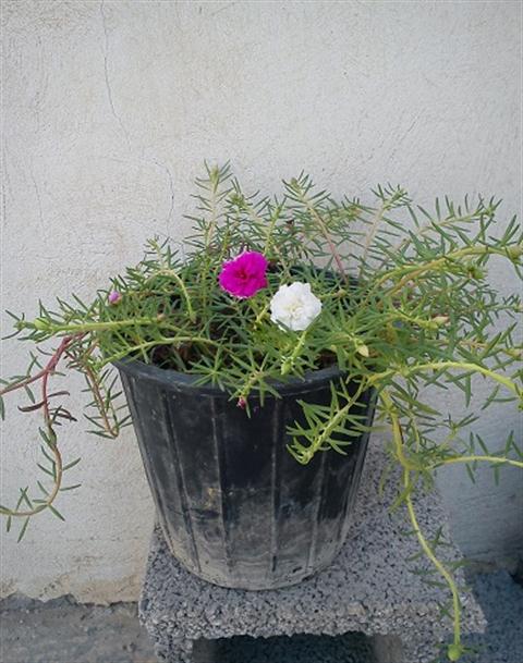 تصویر پرسش و پاسخ گیاه