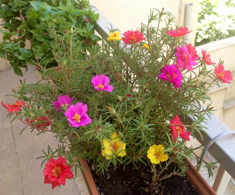 گل ناز افتابی