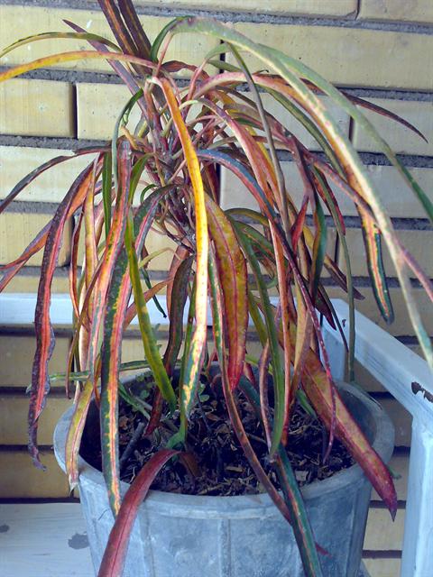 تصویر پرسش و پاسخ گیاه