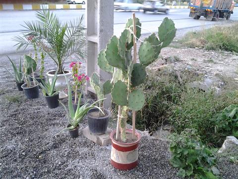 تصویر پرسش و پاسخ گیاه