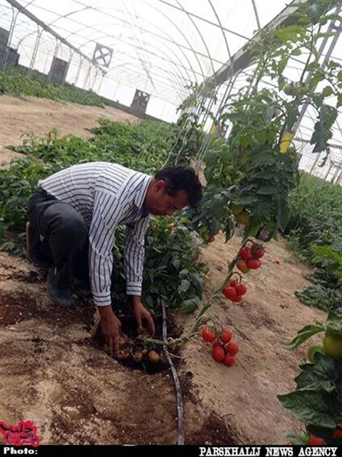 تصویر پرسش و پاسخ گیاه
