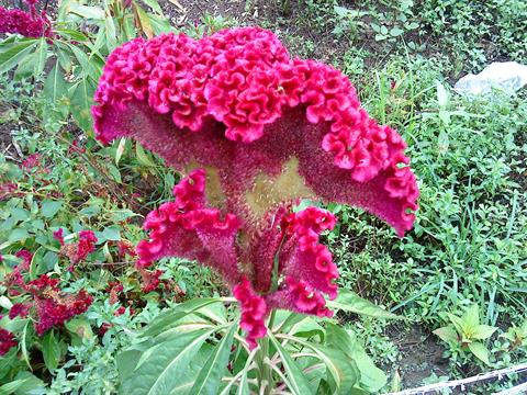 تصویر پرسش و پاسخ گیاه
