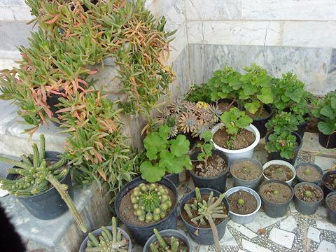 تصویر پرسش و پاسخ گیاه