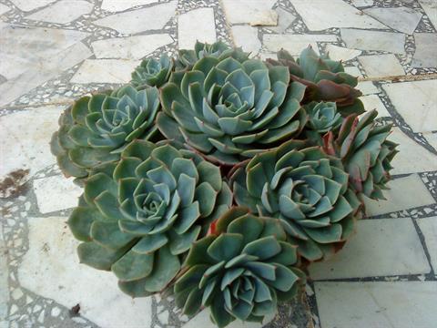 تصویر پرسش و پاسخ گیاه